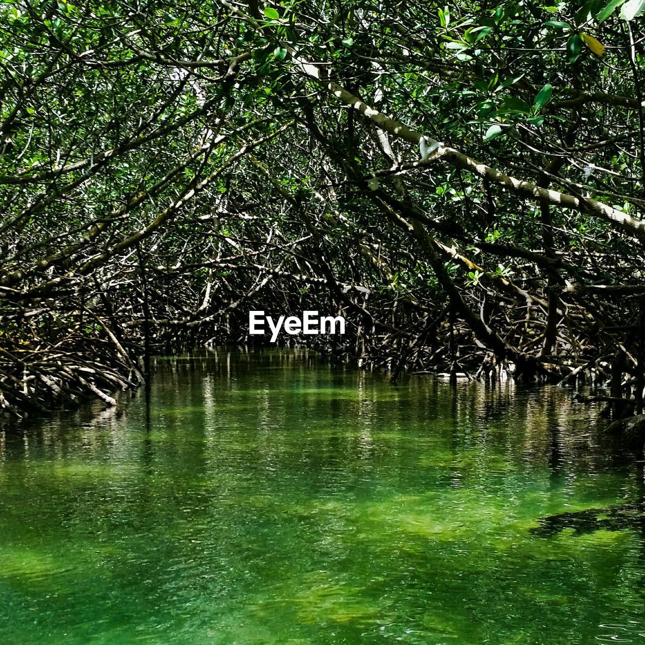 Plants and trees in swamp