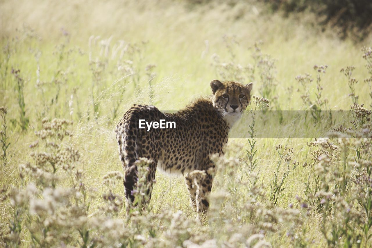 Portrait of leopard standing on field