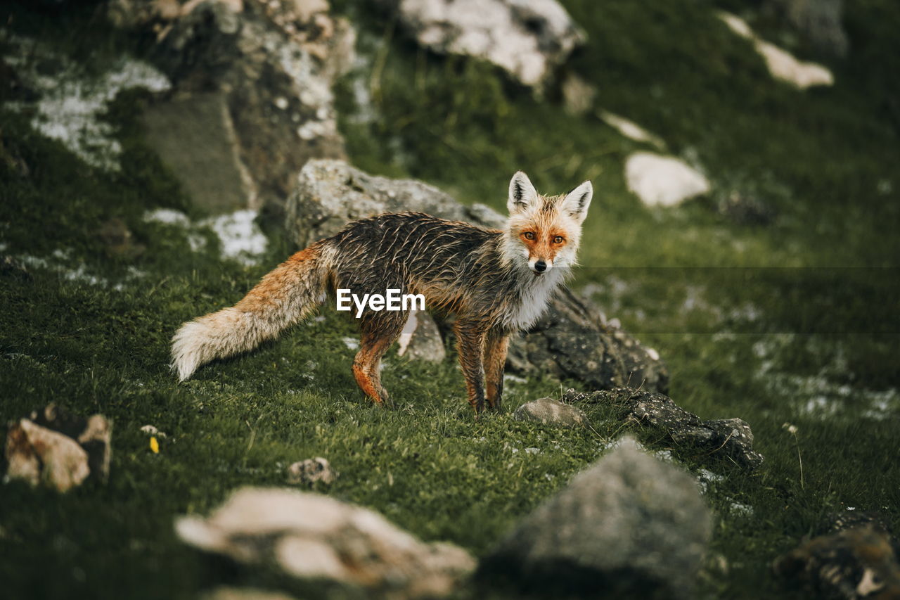 Fox standing on grassy field