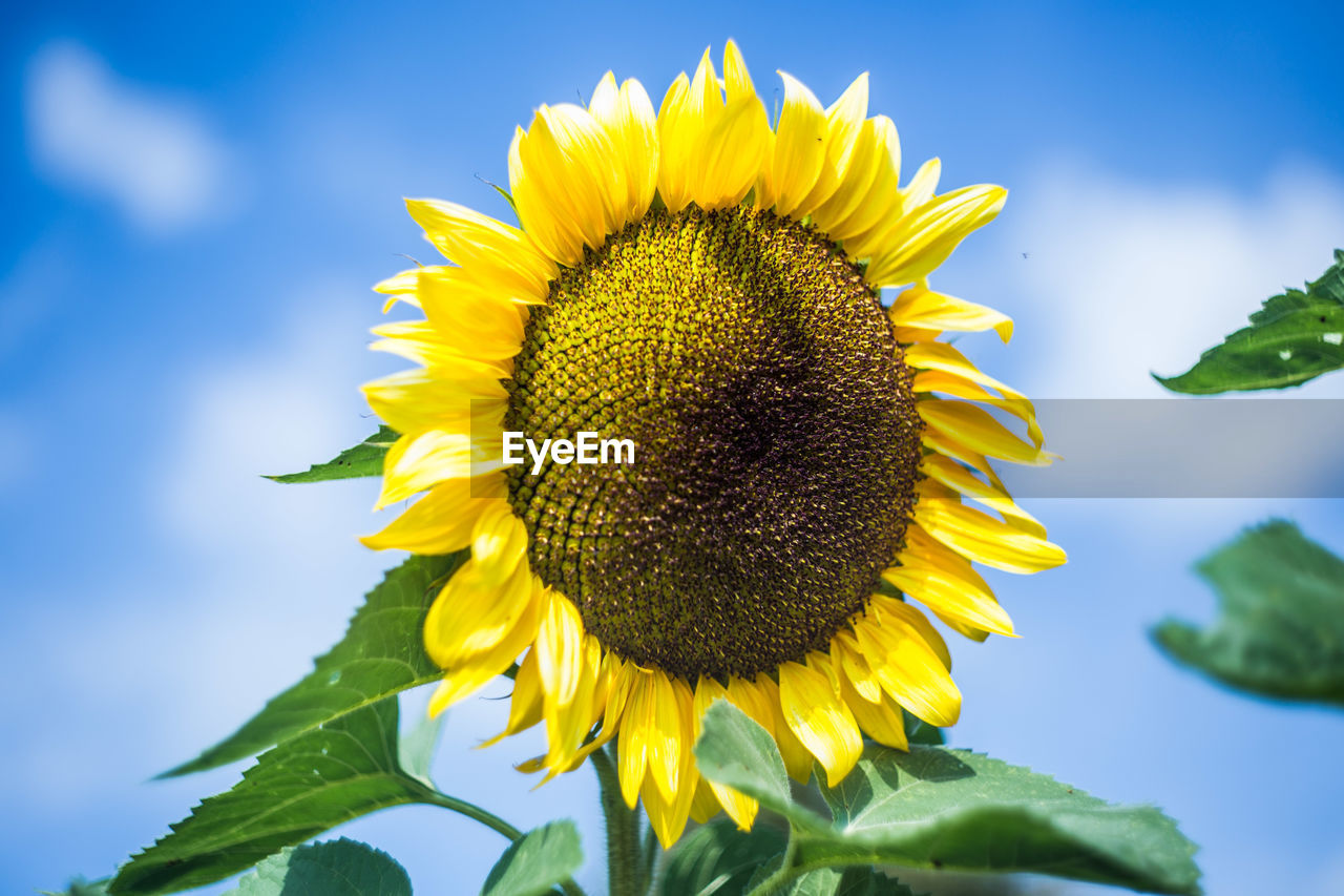 Close-up of sunflower