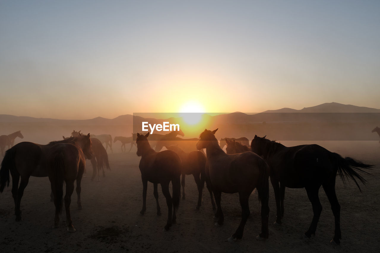 silhouette horses on field against sky during sunset