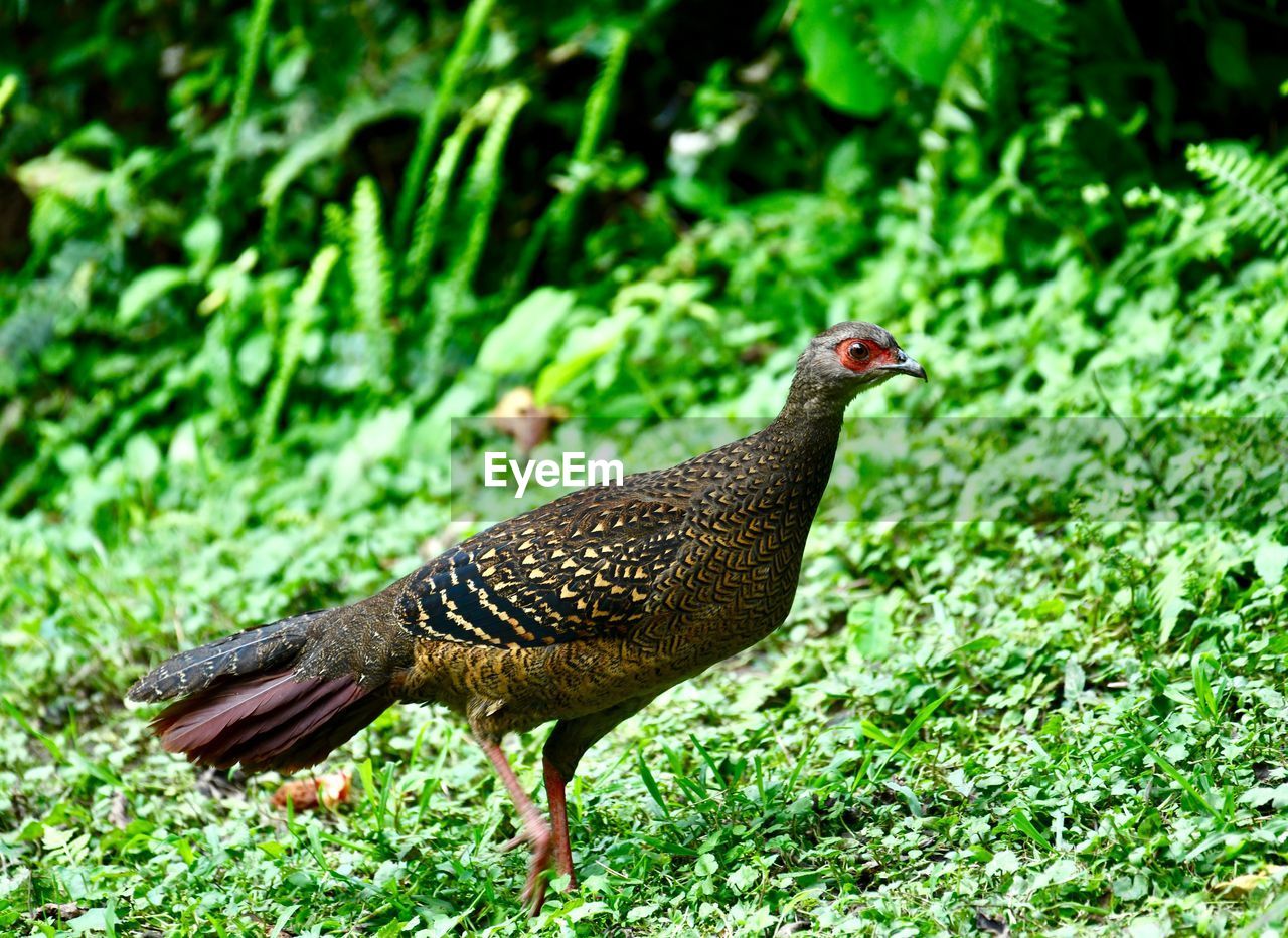 SIDE VIEW OF A BIRD ON FIELD