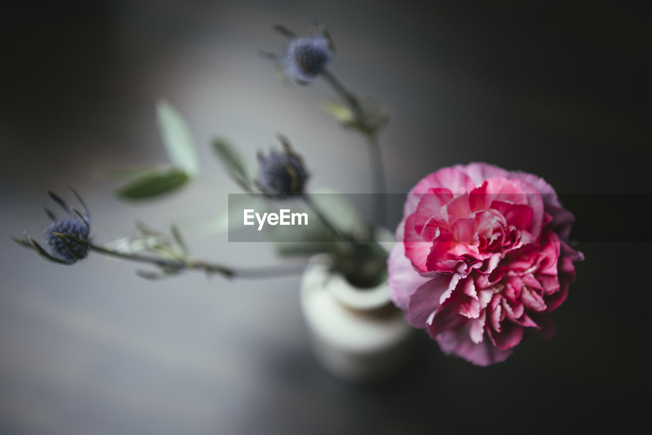 Close-up of pink flower in vase on table