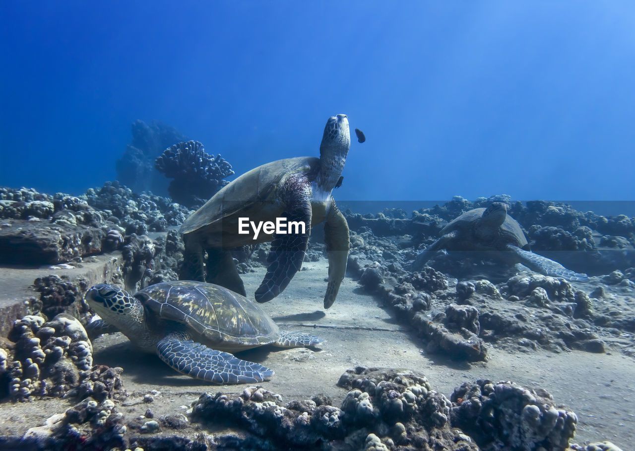 TURTLE SWIMMING IN SEA