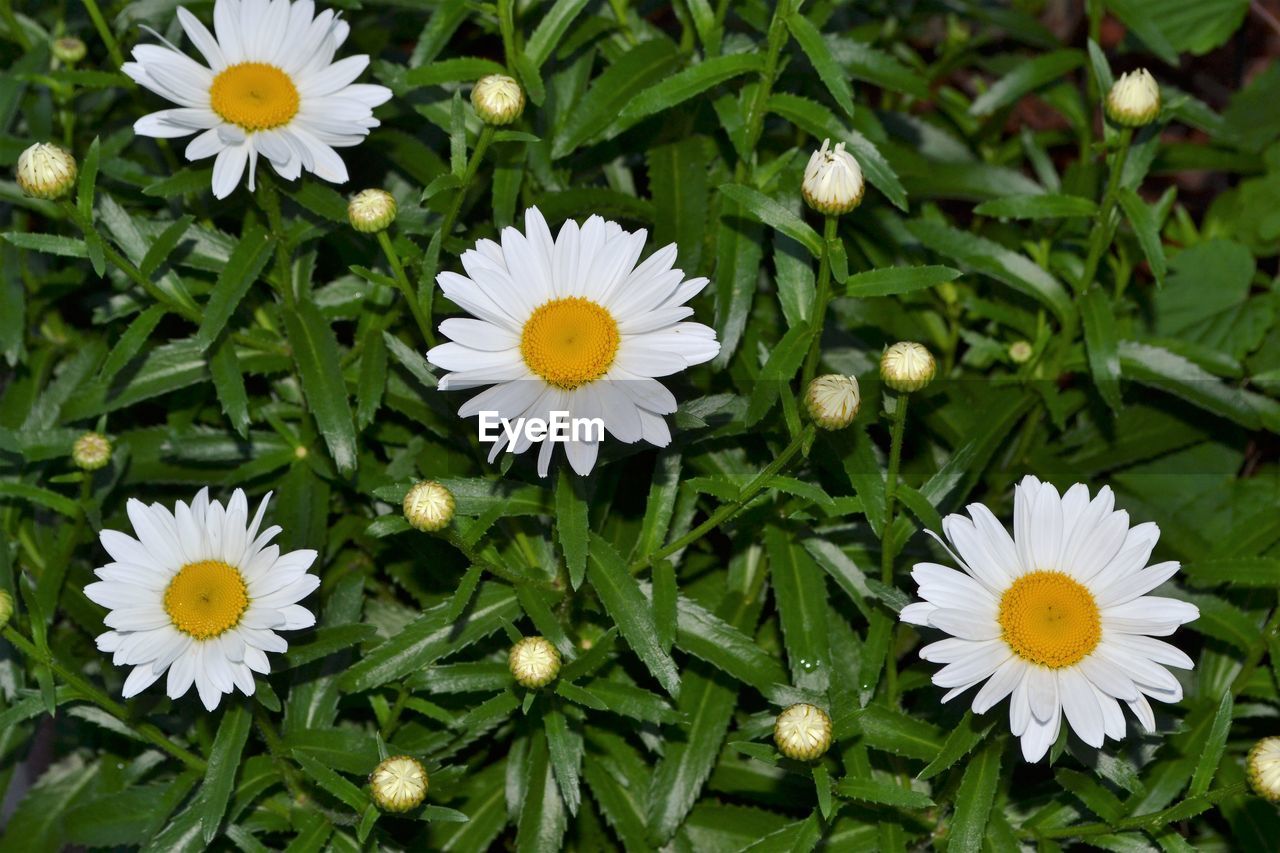 HIGH ANGLE VIEW OF WHITE DAISIES