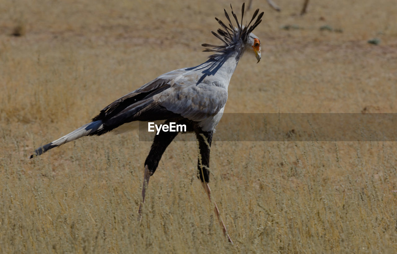 Close-up of bird perching on land