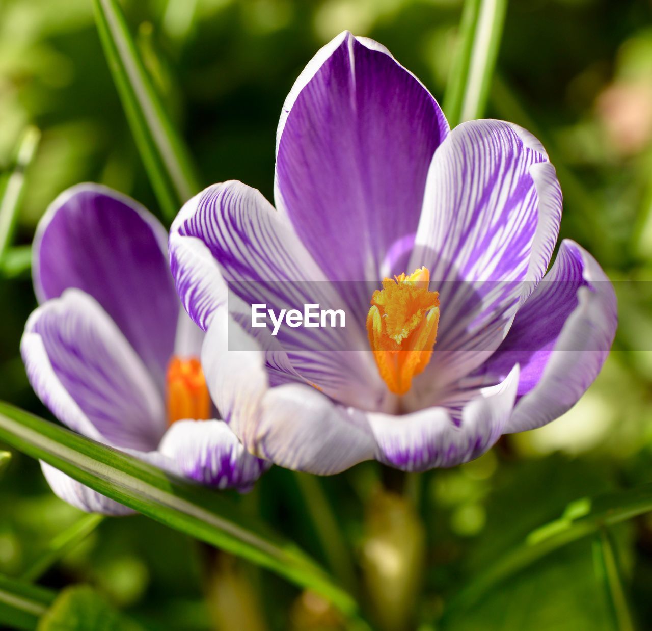 Close-up of purple crocus blooming outdoors