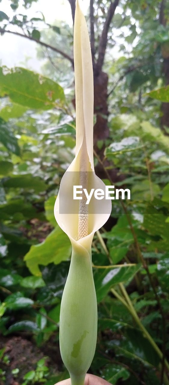 flower, plant, nature, growth, tree, no people, beauty in nature, close-up, green, leaf, plant part, freshness, focus on foreground, day, flowering plant, outdoors, white, food