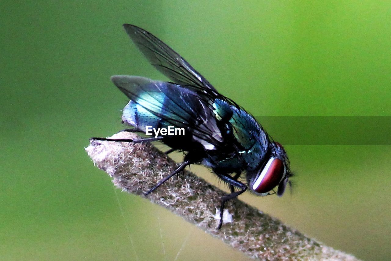 CLOSE-UP OF FLY ON THE WALL