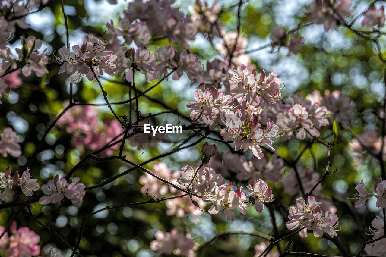 plant, flower, flowering plant, tree, growth, beauty in nature, fragility, blossom, freshness, branch, springtime, nature, pink, spring, produce, no people, day, close-up, focus on foreground, outdoors, cherry blossom, botany, inflorescence, low angle view, flower head, petal, twig, food, fruit tree, cherry tree, tranquility