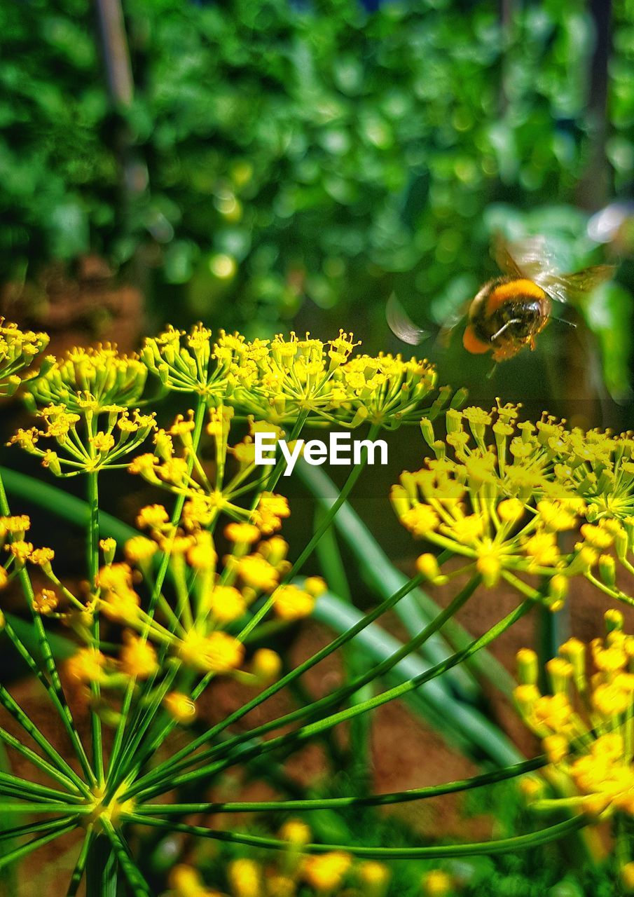 CLOSE-UP OF BEE ON YELLOW FLOWER