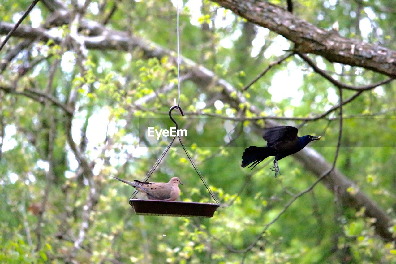 Close-up of bird perching on feeder against trees