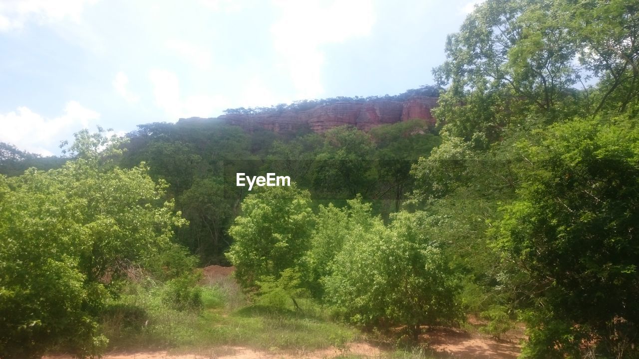 LOW ANGLE VIEW OF TREES AND PLANTS AGAINST SKY