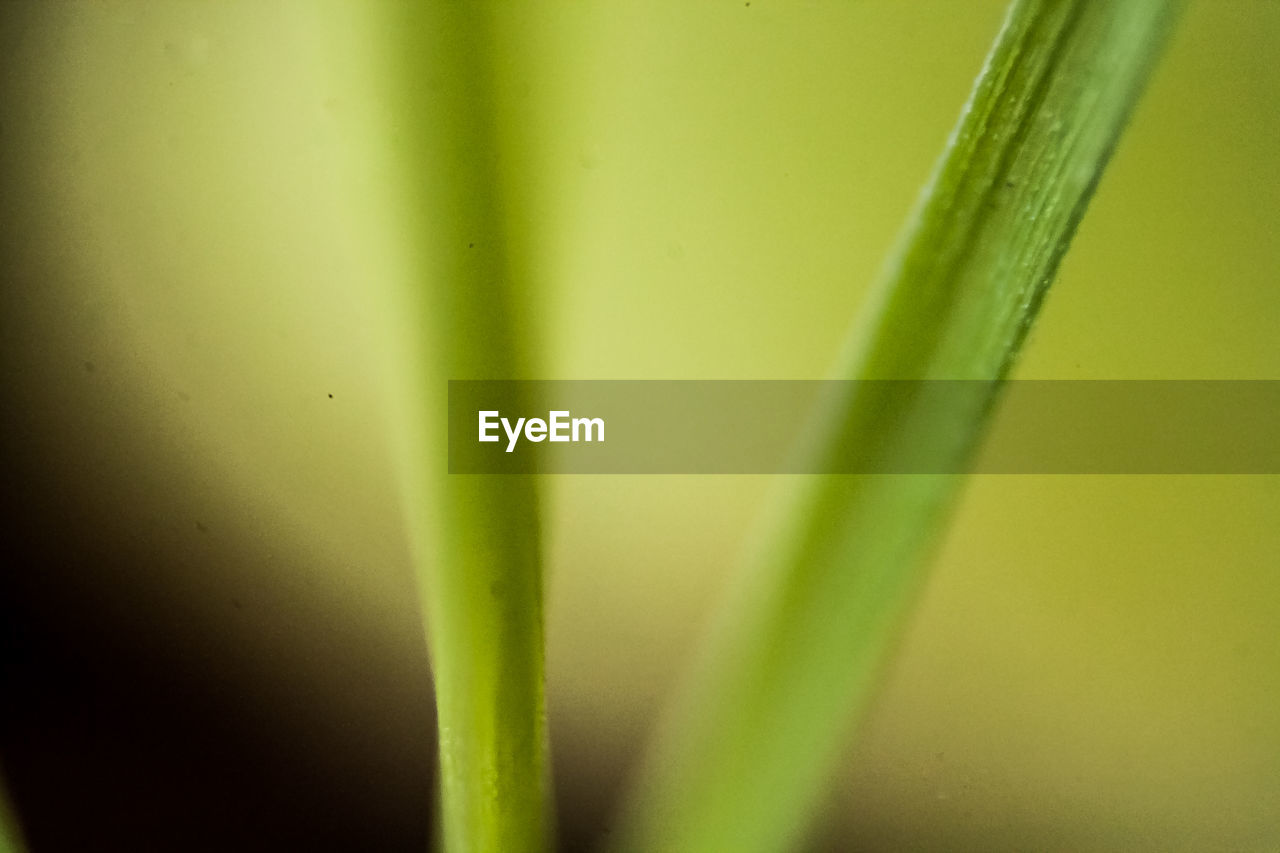 CLOSE-UP OF PLANTS