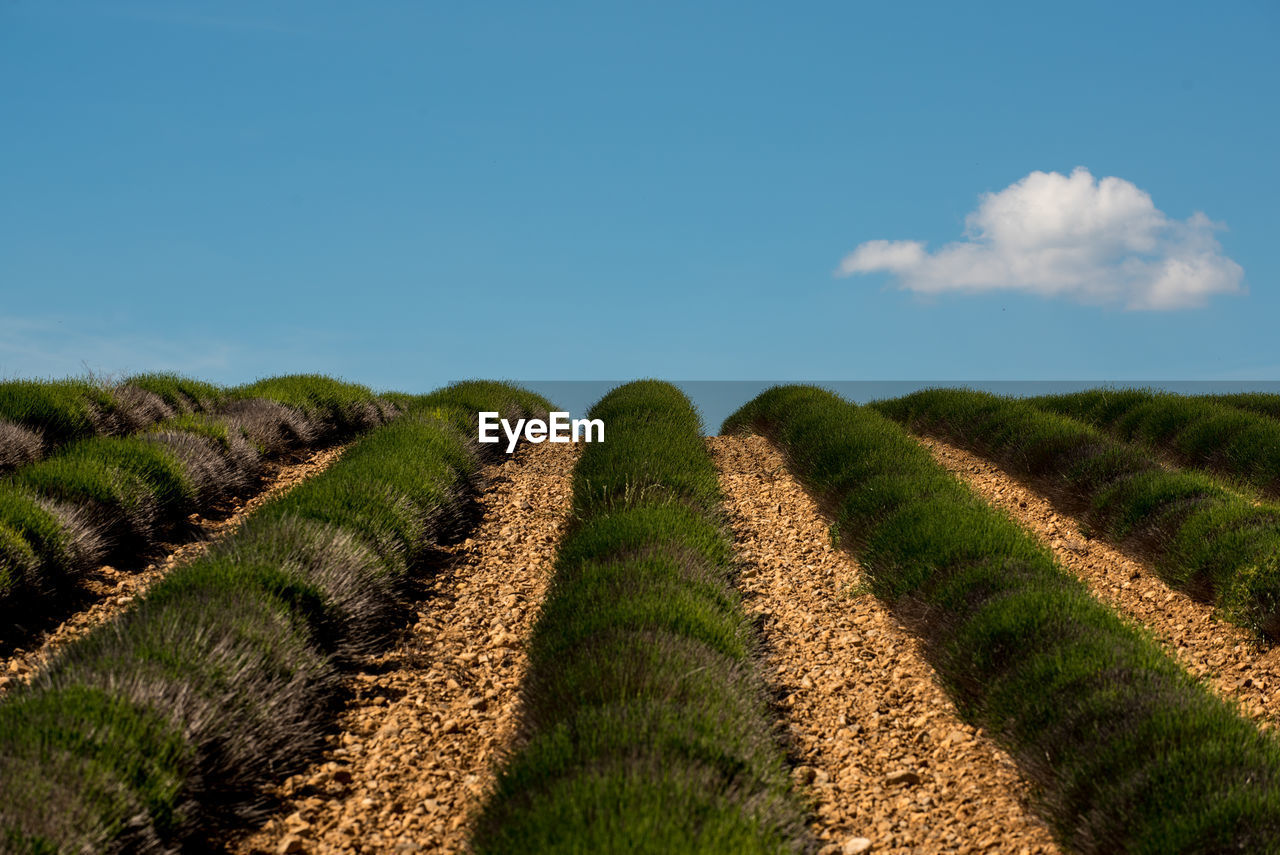 Scenic view of agricultural field against blue sky