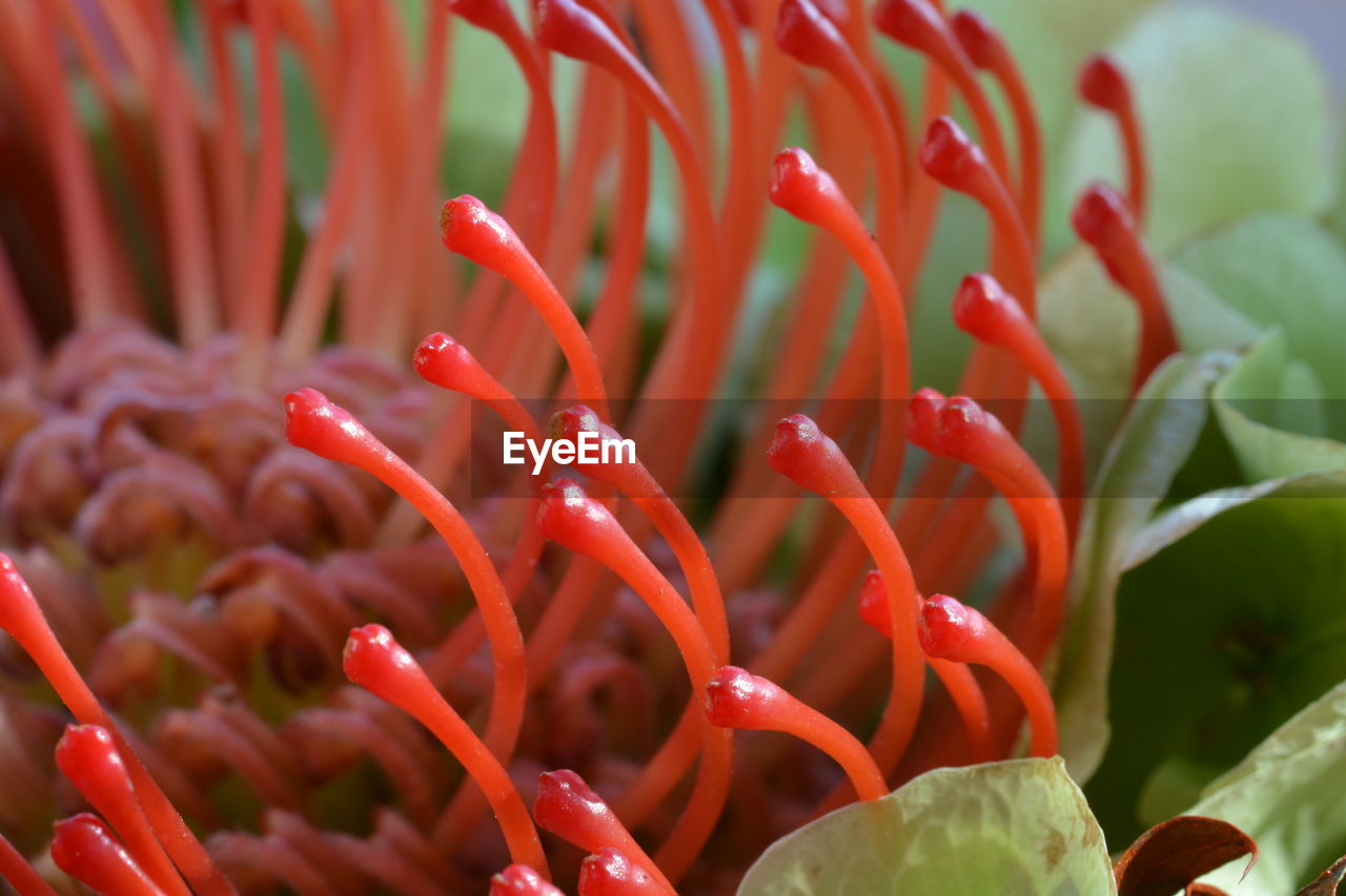 Close-up of red flower buds growing outdoors