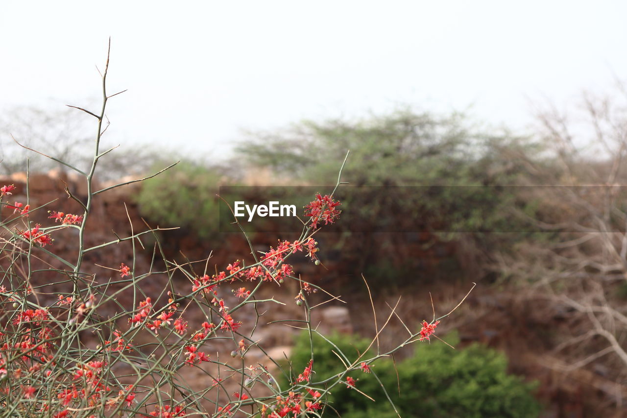 CLOSE-UP OF RED FLOWERING PLANT ON FIELD