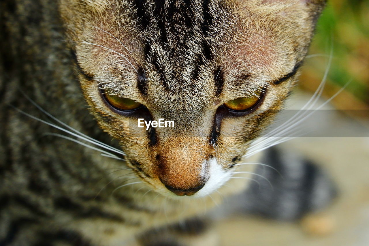 PORTRAIT OF CAT