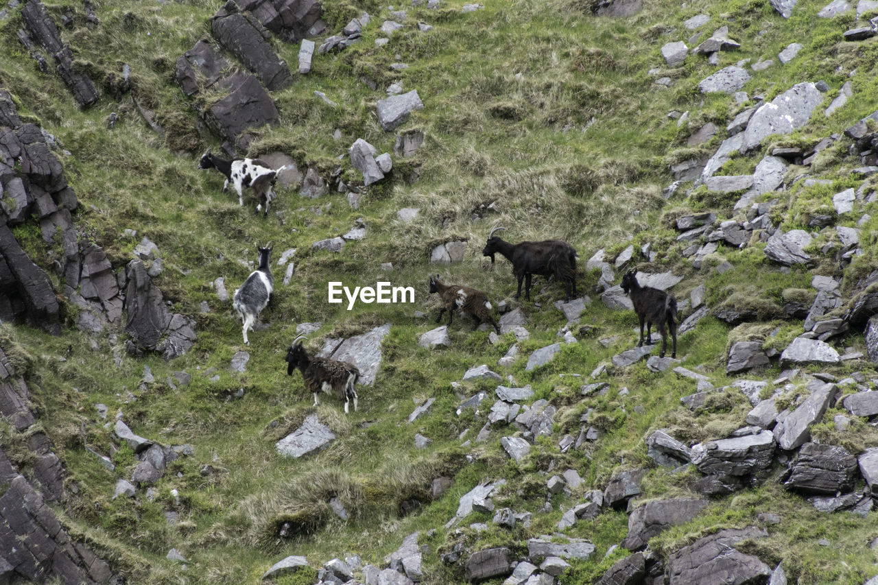 Group of wild mountain goats on steep rocky ground
