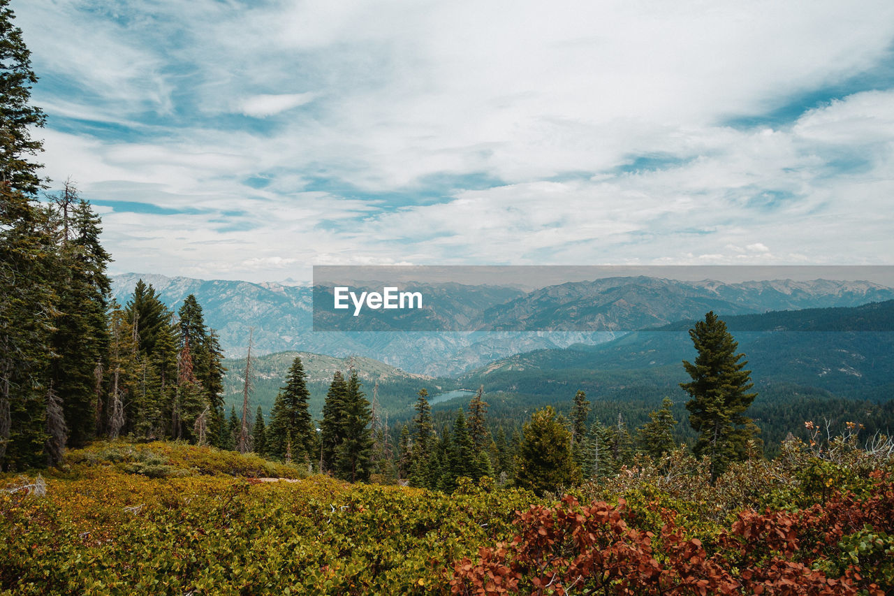 SCENIC VIEW OF FOREST AGAINST SKY