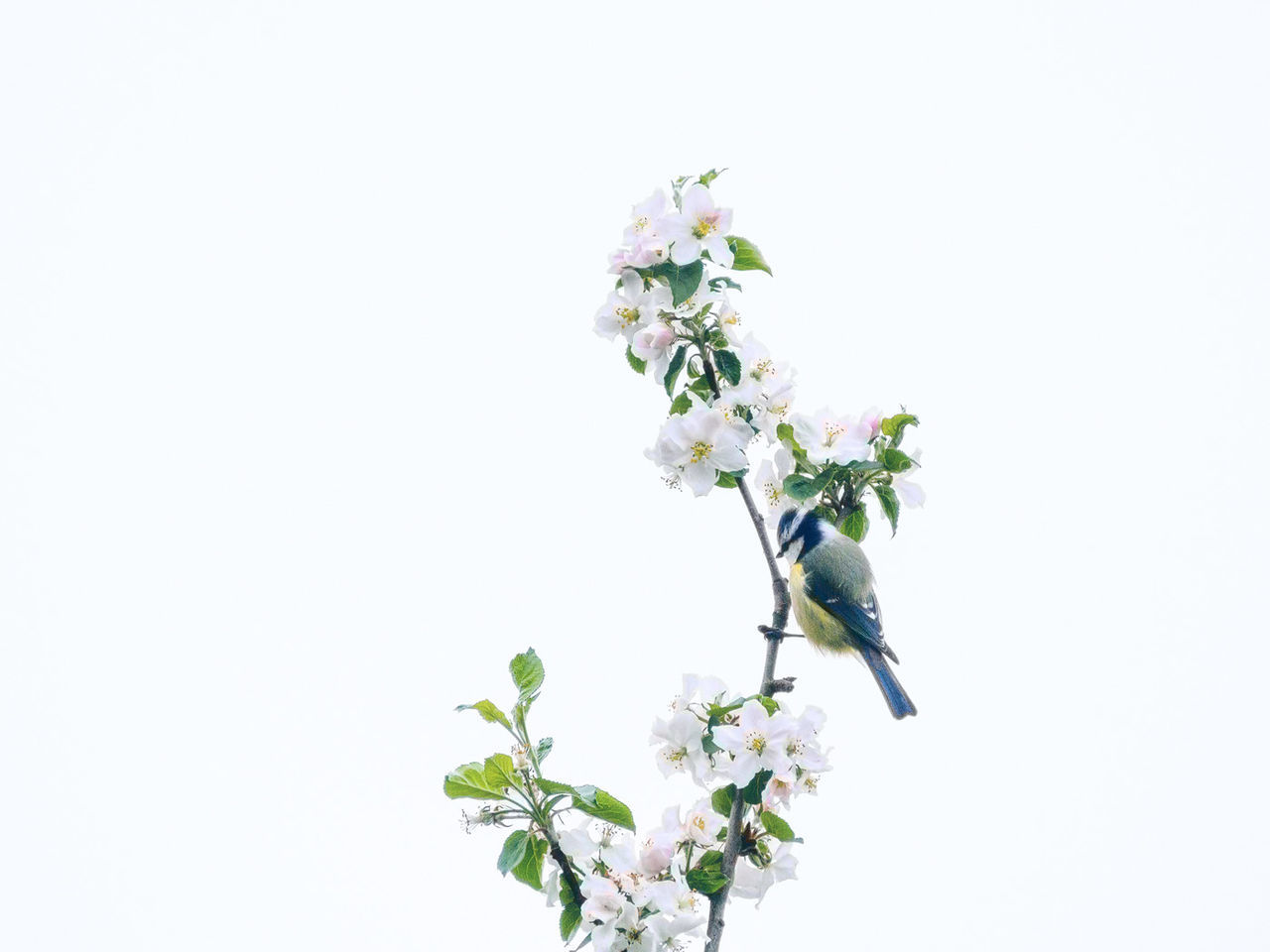 Low angle view of eurasian blue tit on branch with flowers against clear sky