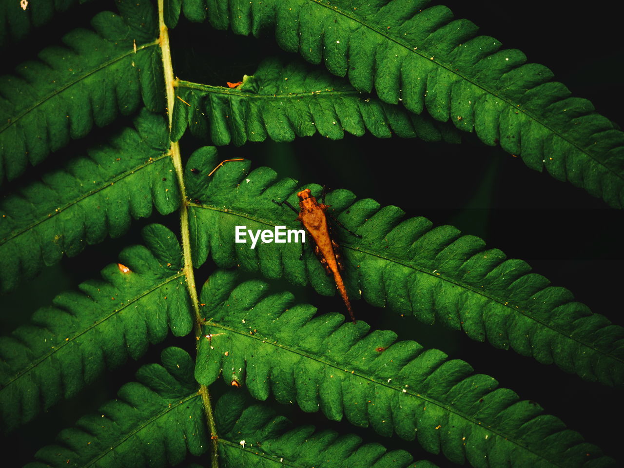 Fern leaves on dark background in jungle. dense dark green