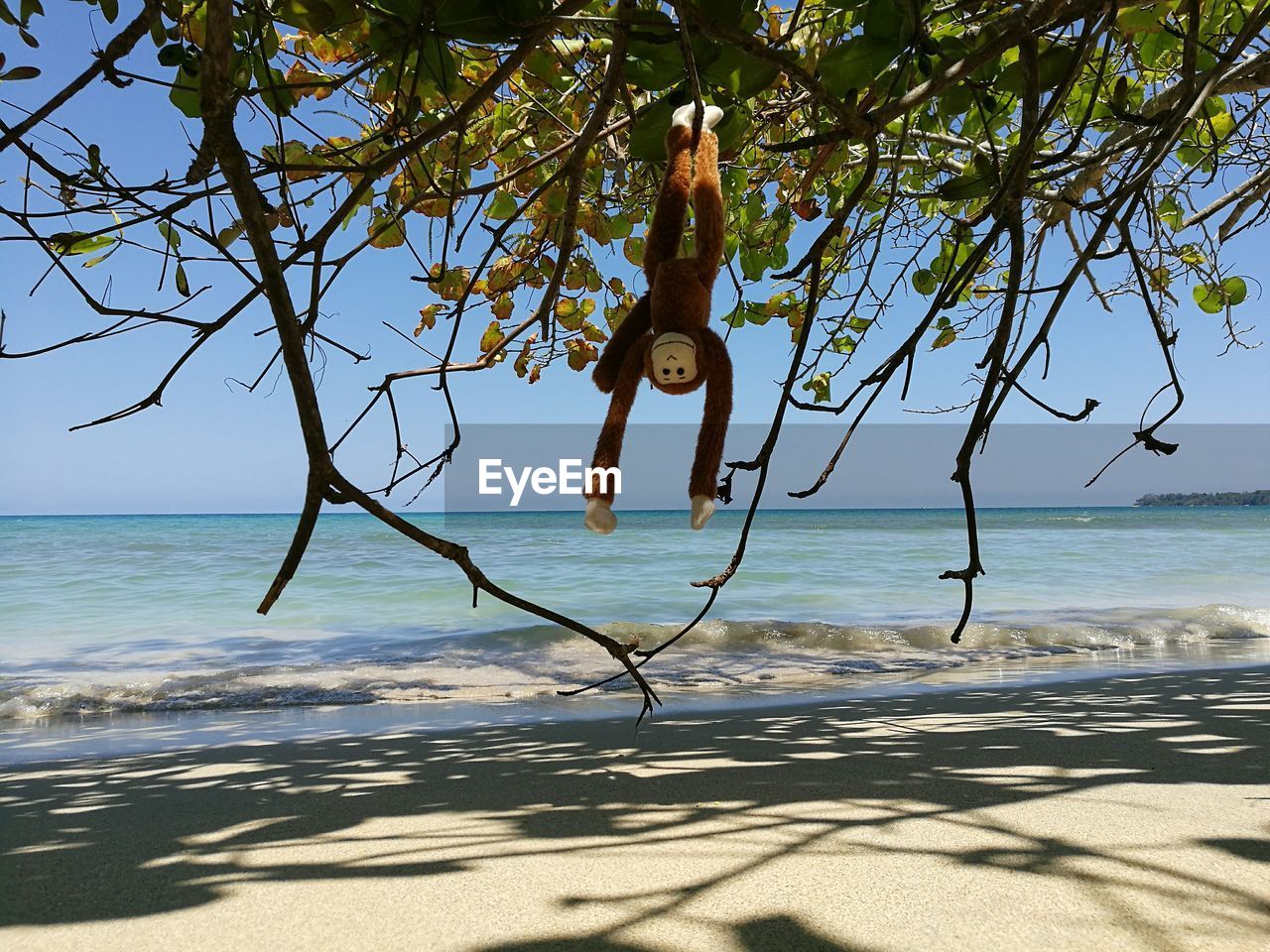 TREE BRANCH ON BEACH AGAINST SKY