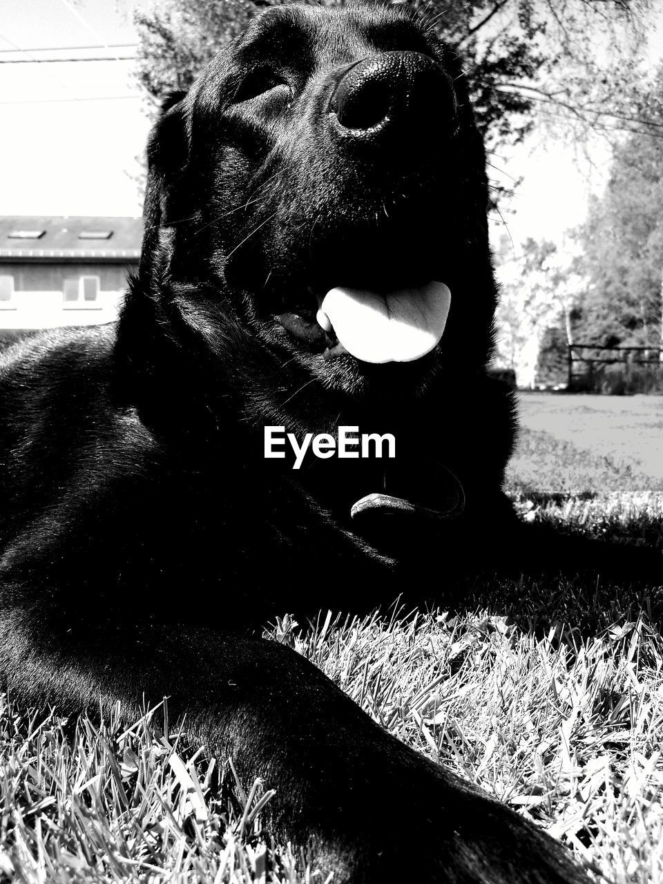 CLOSE-UP OF DOG AT PARK