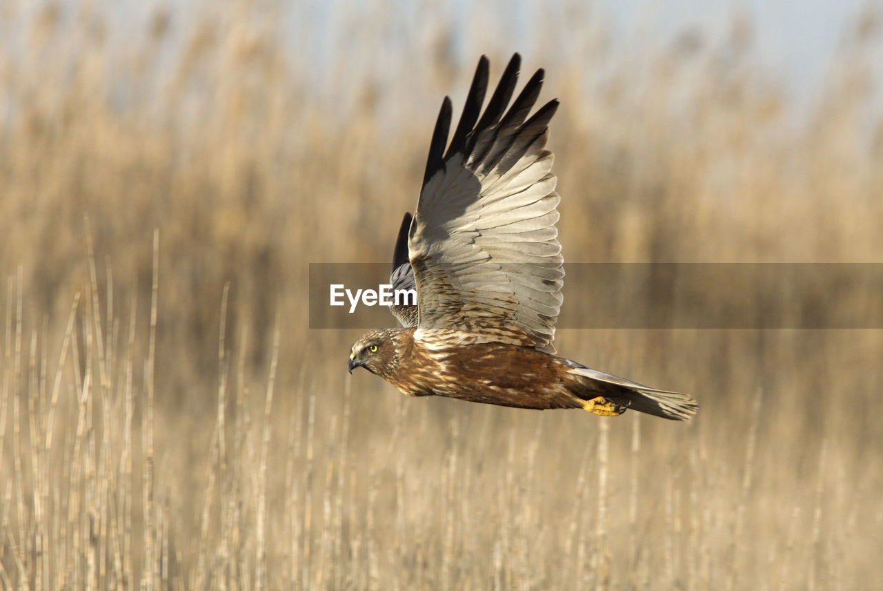 CLOSE-UP OF A BIRD FLYING OVER A FIELD