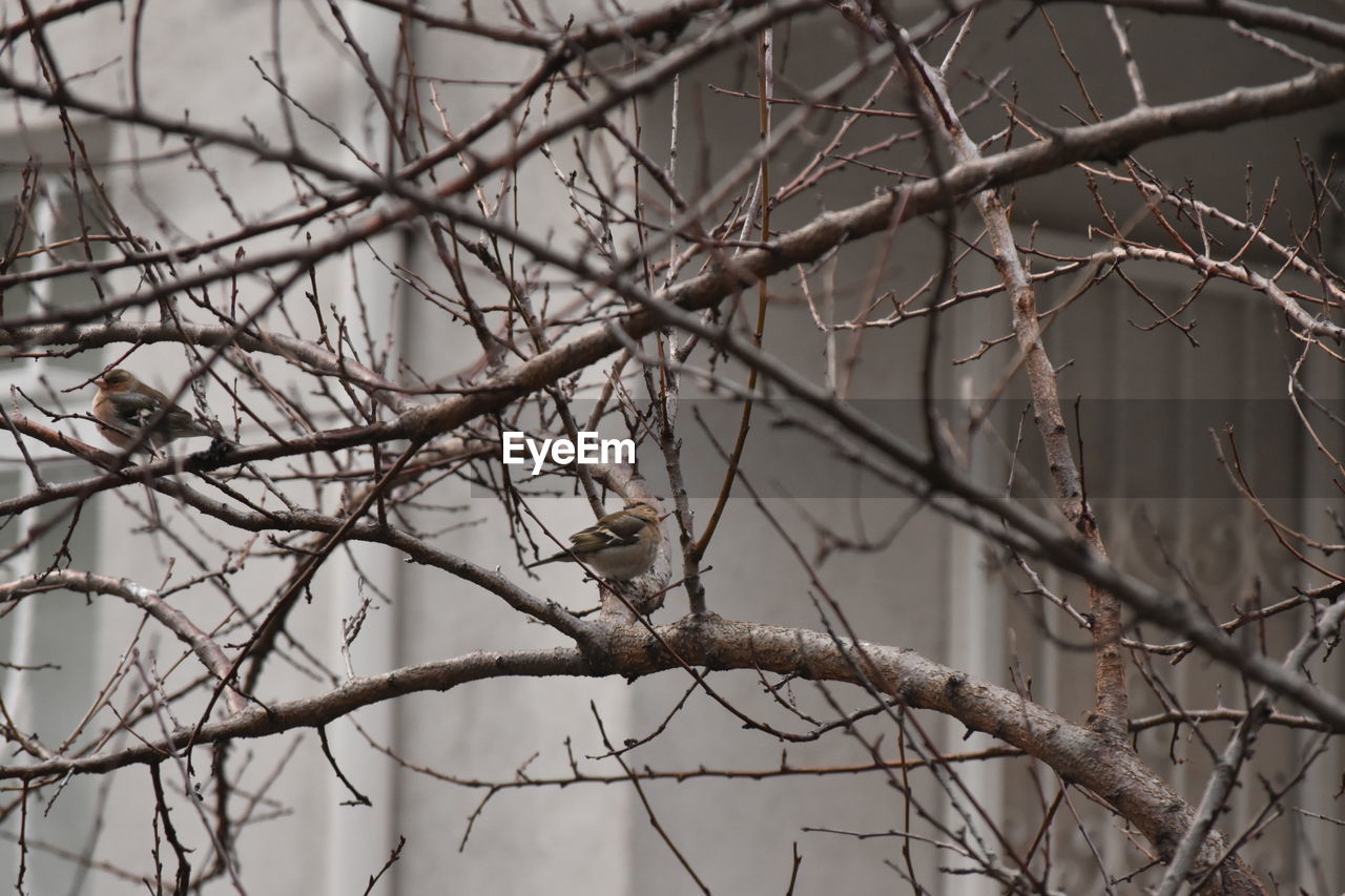 BIRD PERCHING ON BRANCH