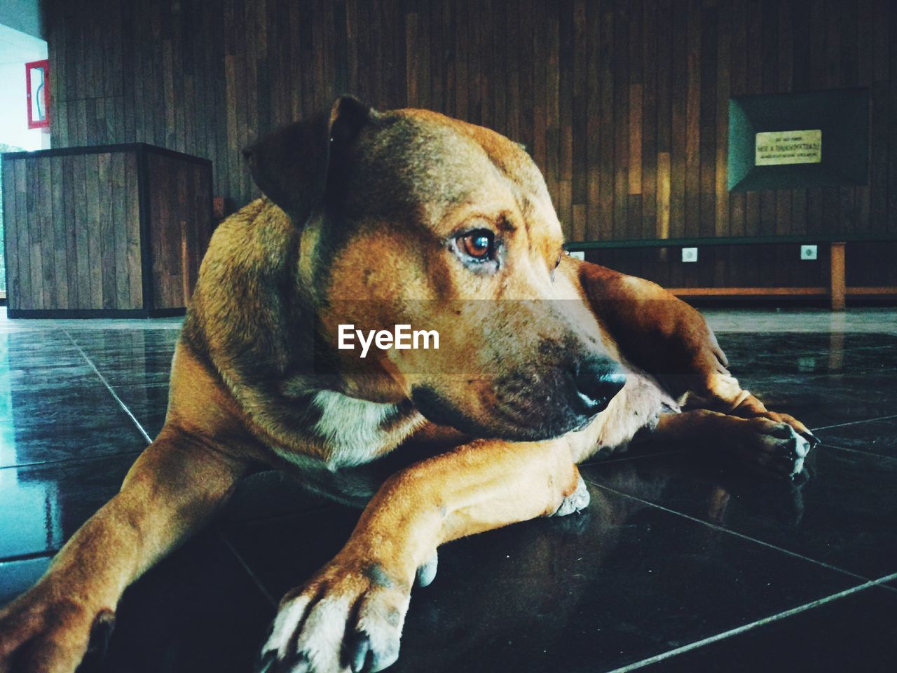 CLOSE-UP PORTRAIT OF DOG SITTING ON FLOOR AT HOME