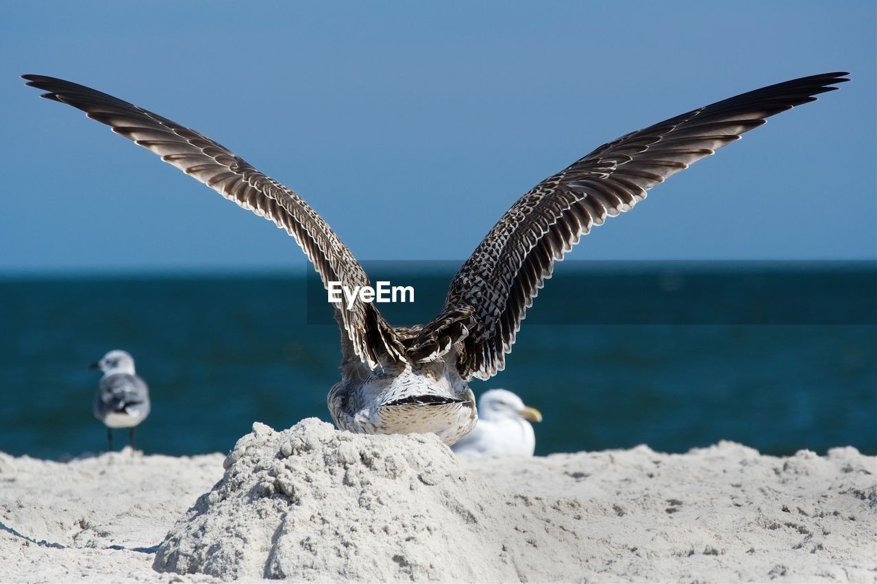 SEAGULLS FLYING OVER SEA