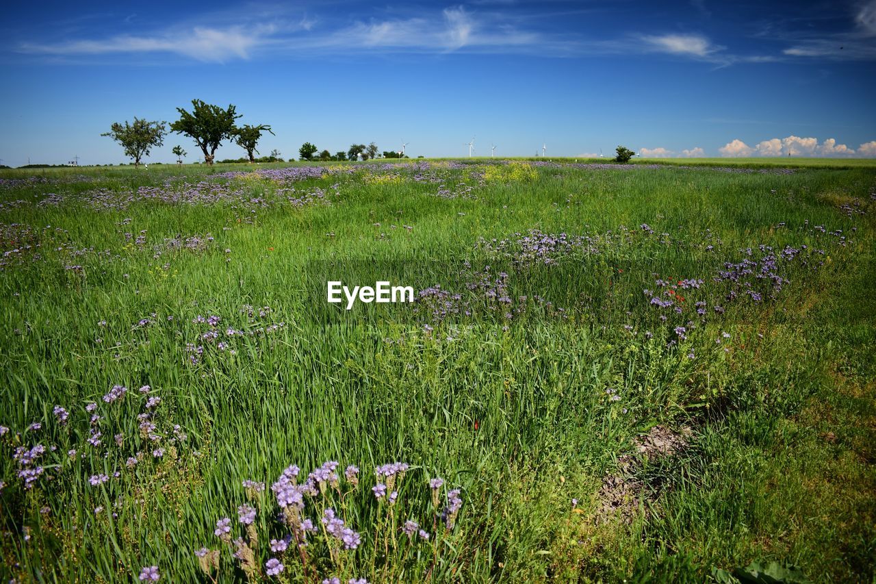 SCENIC VIEW OF PURPLE FLOWERING PLANTS ON FIELD