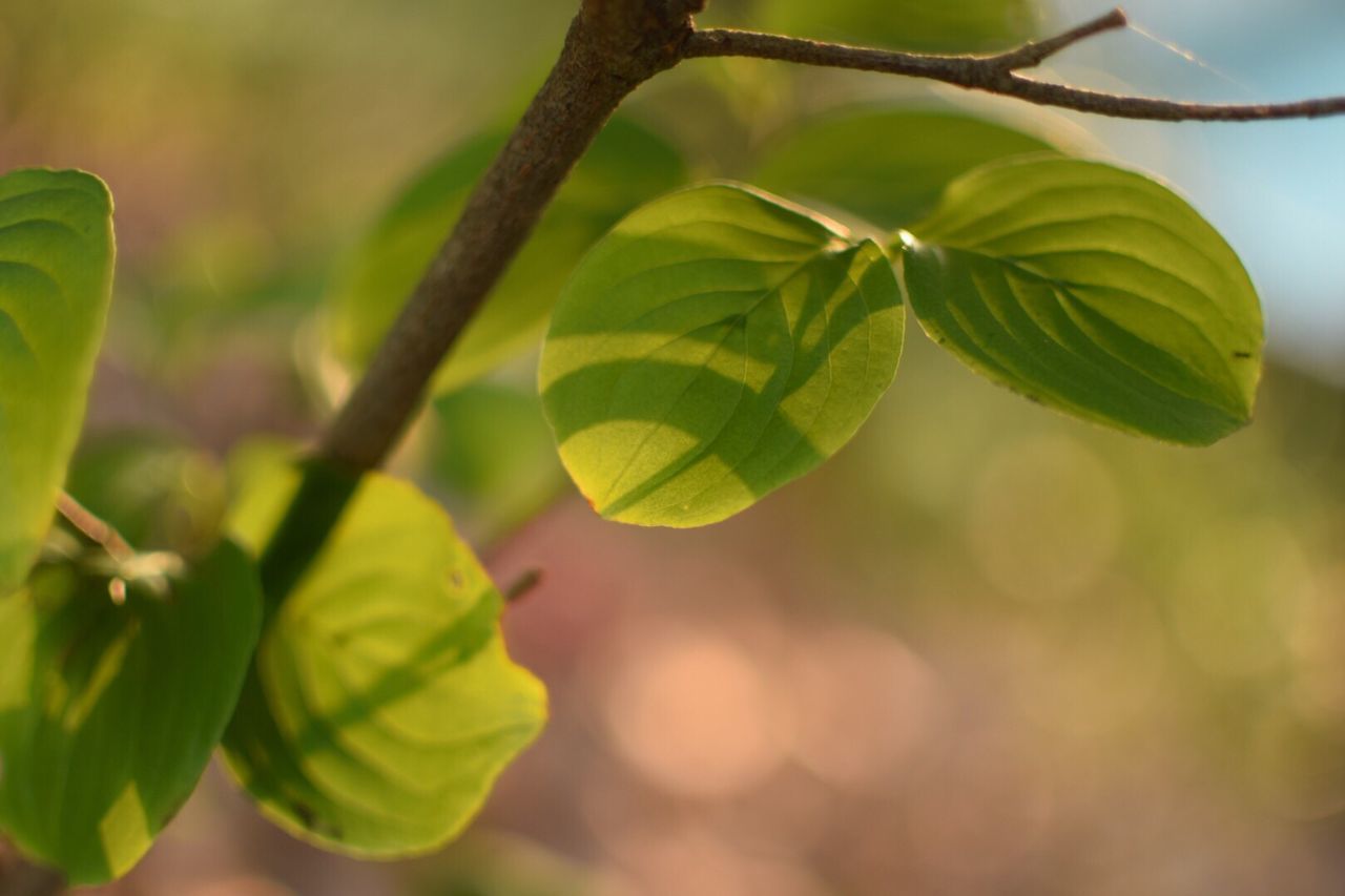 CLOSE-UP OF PLANT