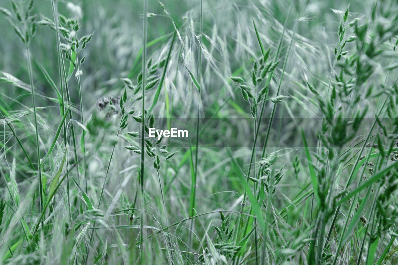 Full frame shot of fresh plants on field