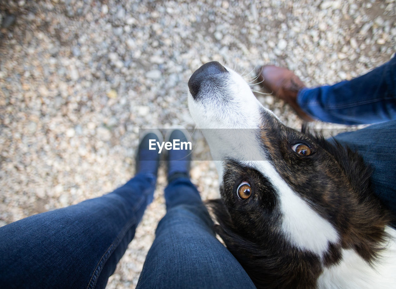 LOW SECTION OF PERSON WITH DOG ON FLOOR