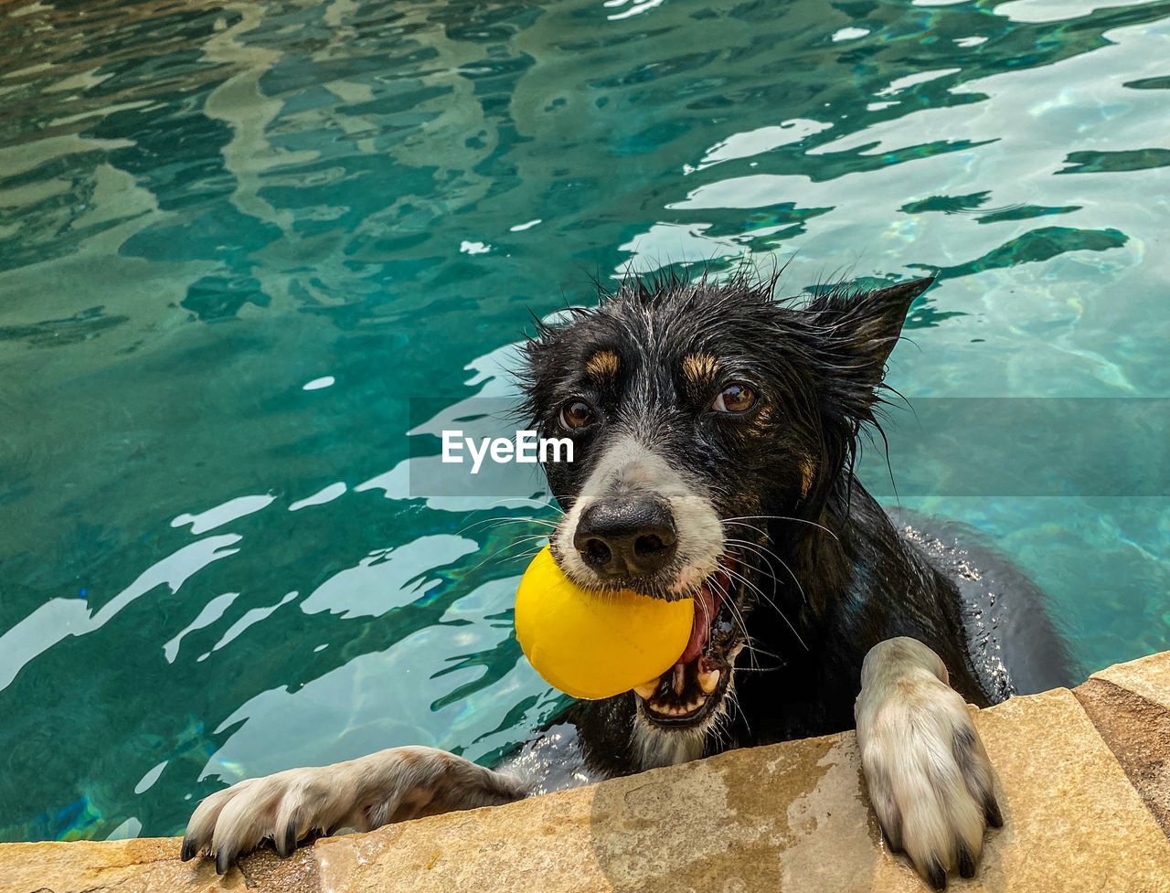 High angle view of dog swimming in pool