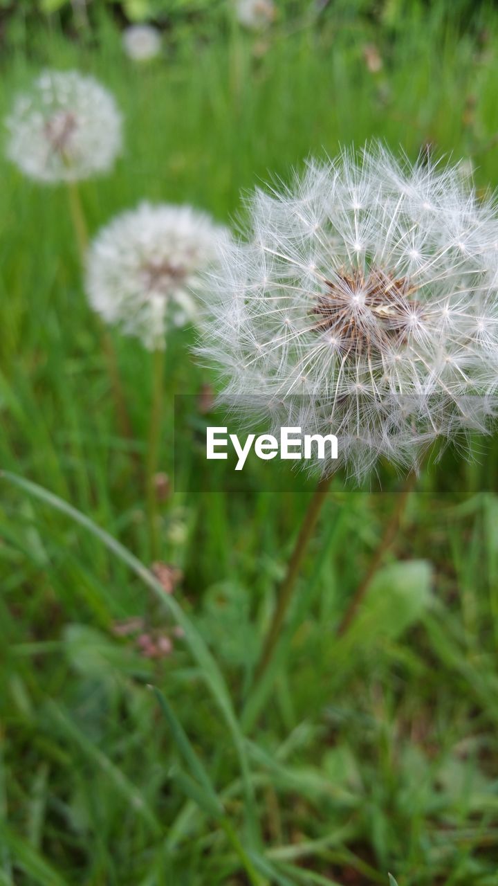 CLOSE-UP OF DANDELION FLOWER