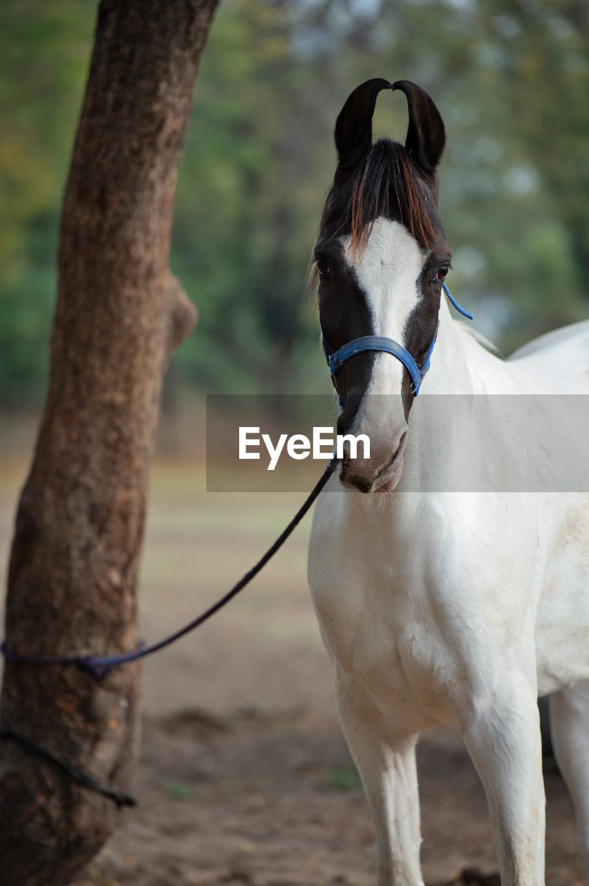 CLOSE-UP OF A HORSE