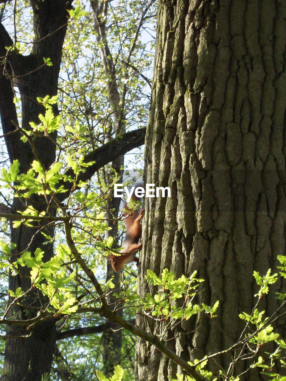 LOW ANGLE VIEW OF TREE IN FOREST