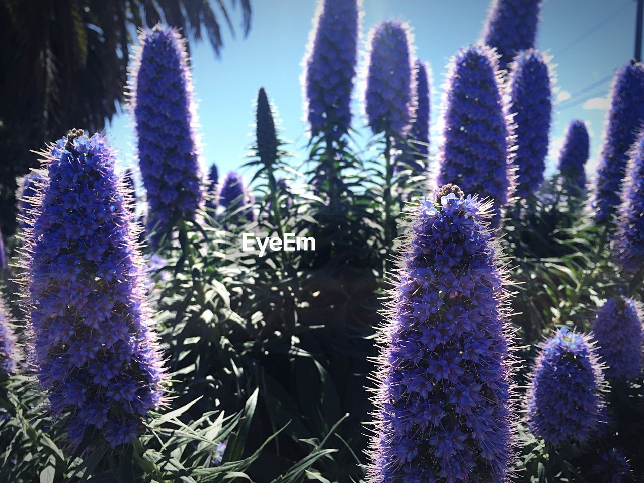 CLOSE-UP OF PURPLE FLOWERS BLOOMING IN PARK