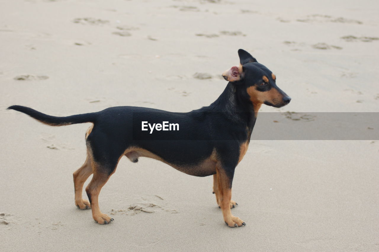 Dog on beach