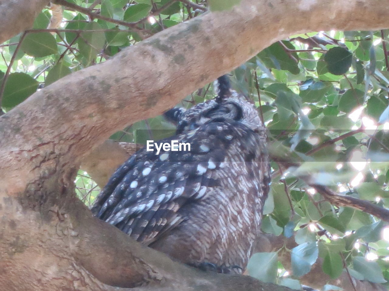 LOW ANGLE VIEW OF BIRD PERCHING ON BRANCH