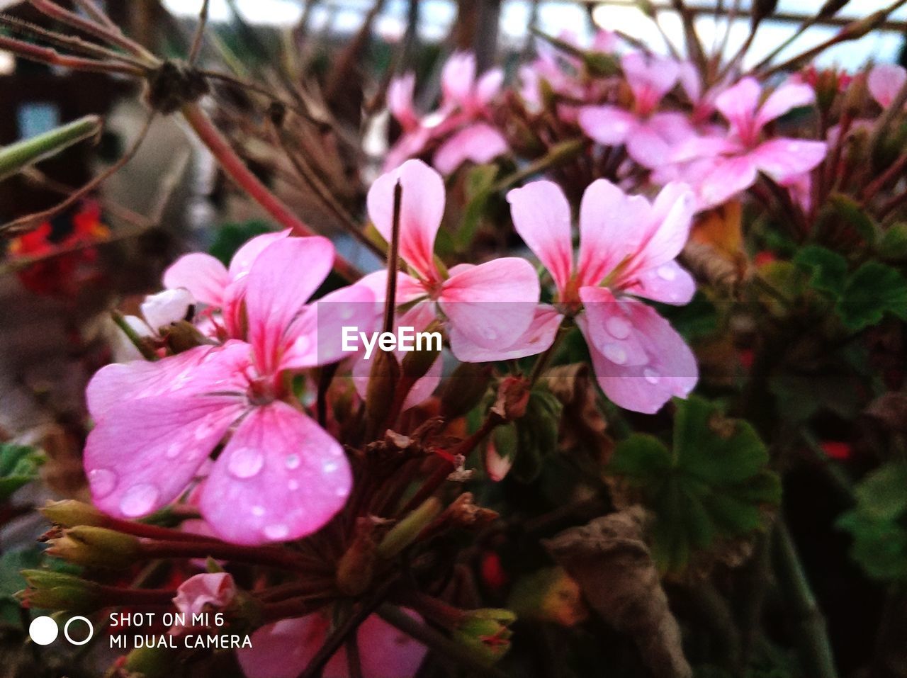 CLOSE-UP OF PINK COSMOS FLOWERS BLOOMING OUTDOORS