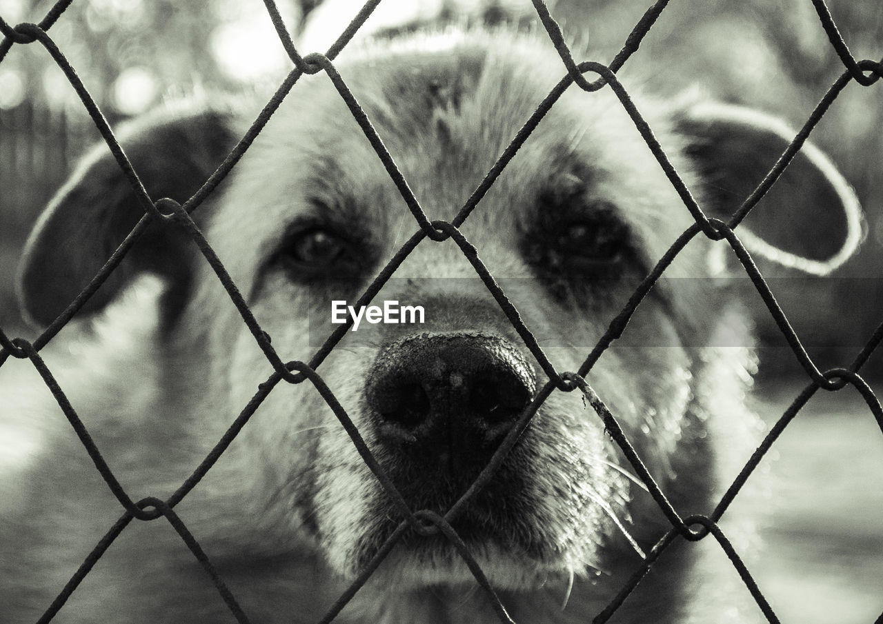 CLOSE UP OF CHAINLINK FENCE IN CAGE