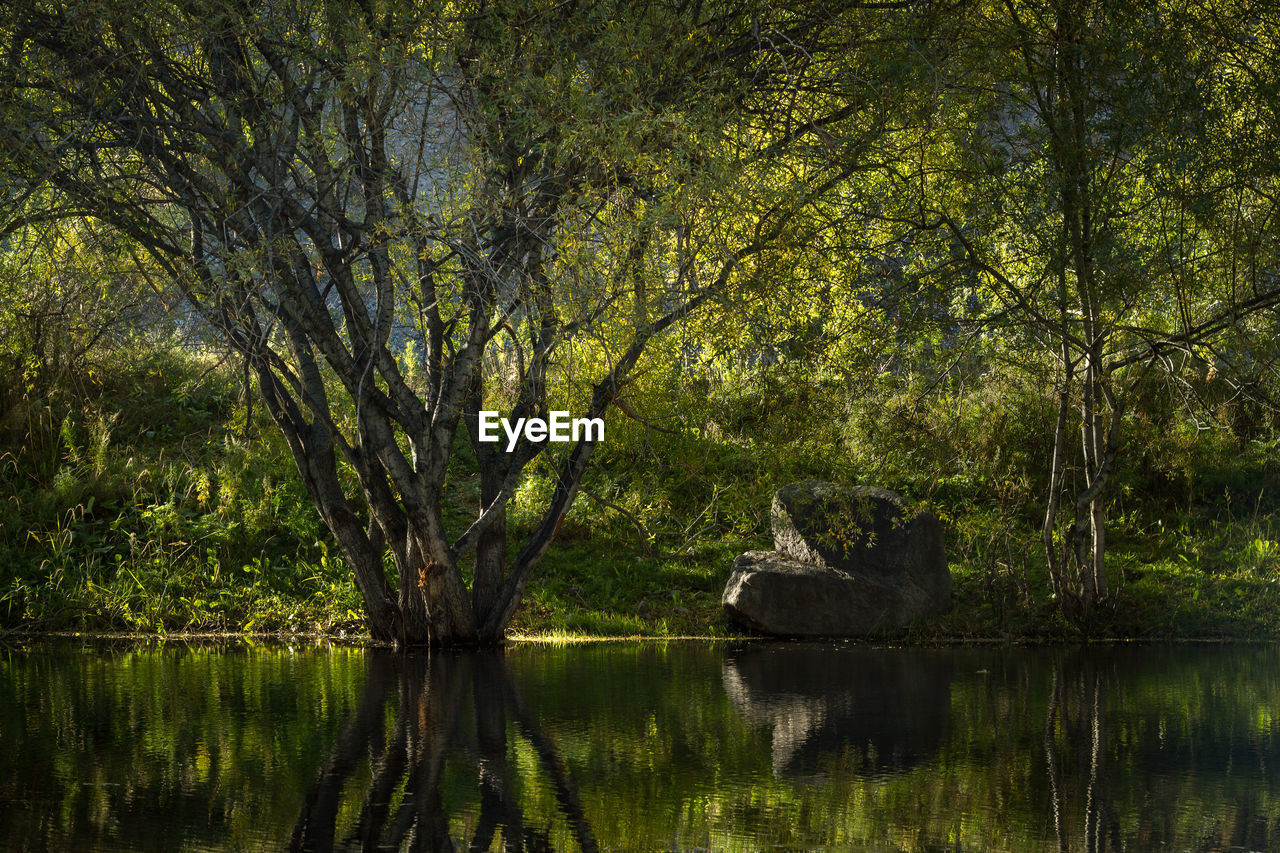 View of lake in forest