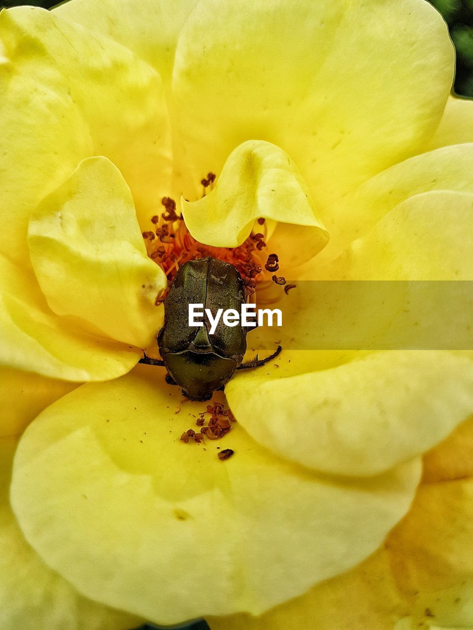 CLOSE-UP OF YELLOW FLOWERS