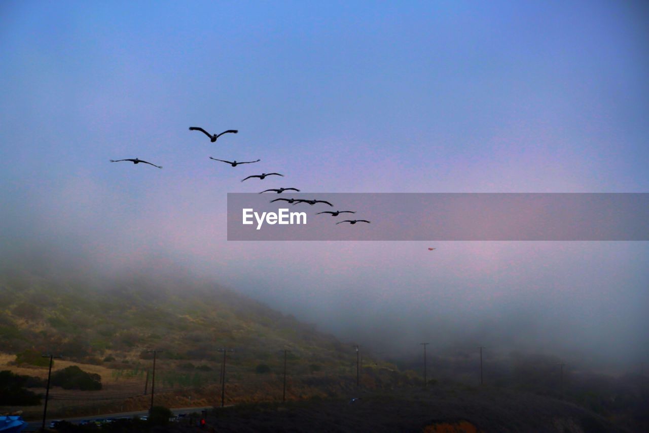 Low angle view of silhouette birds flying over field in foggy weather