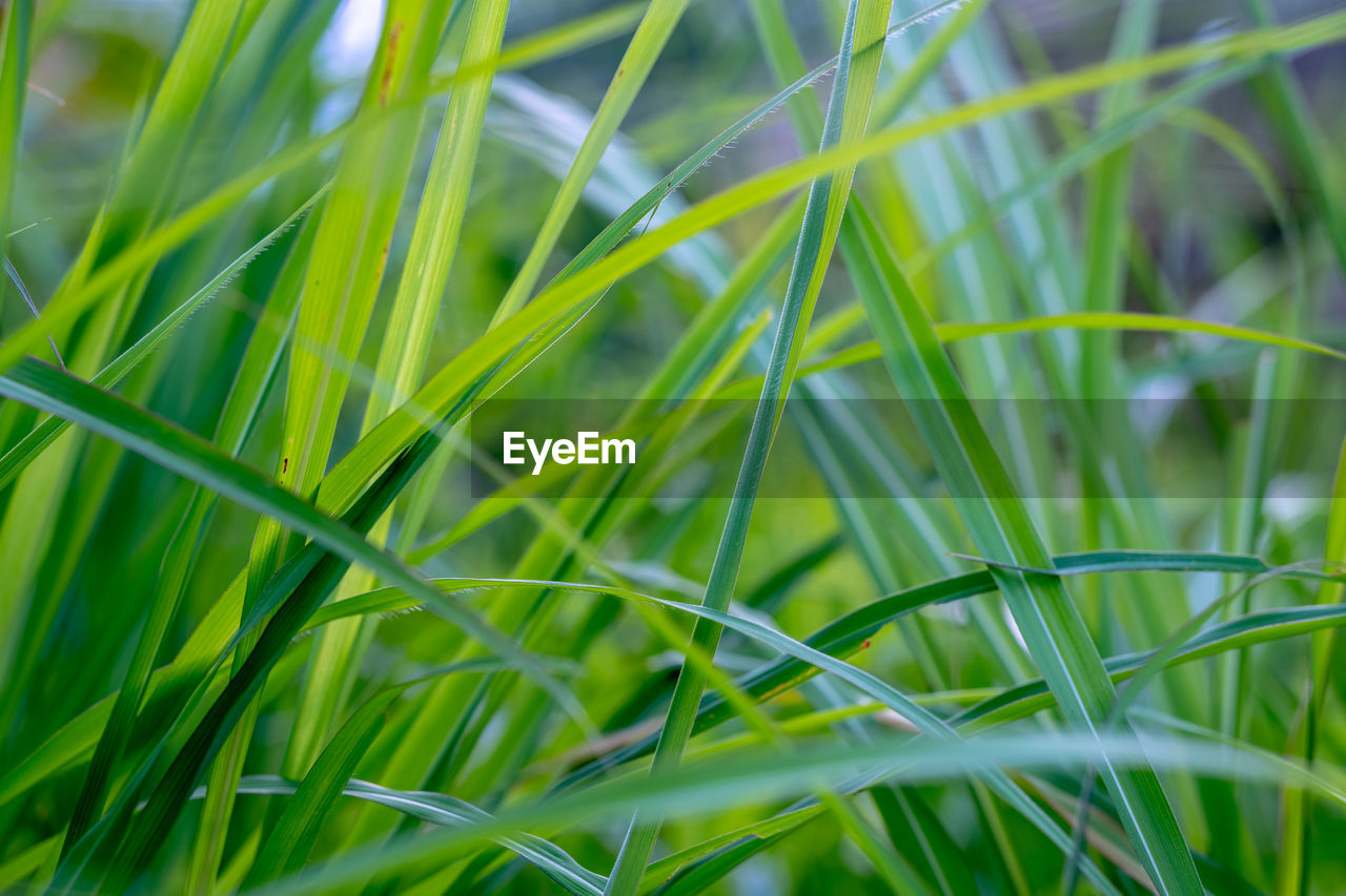 Close-up of fresh green grass in field