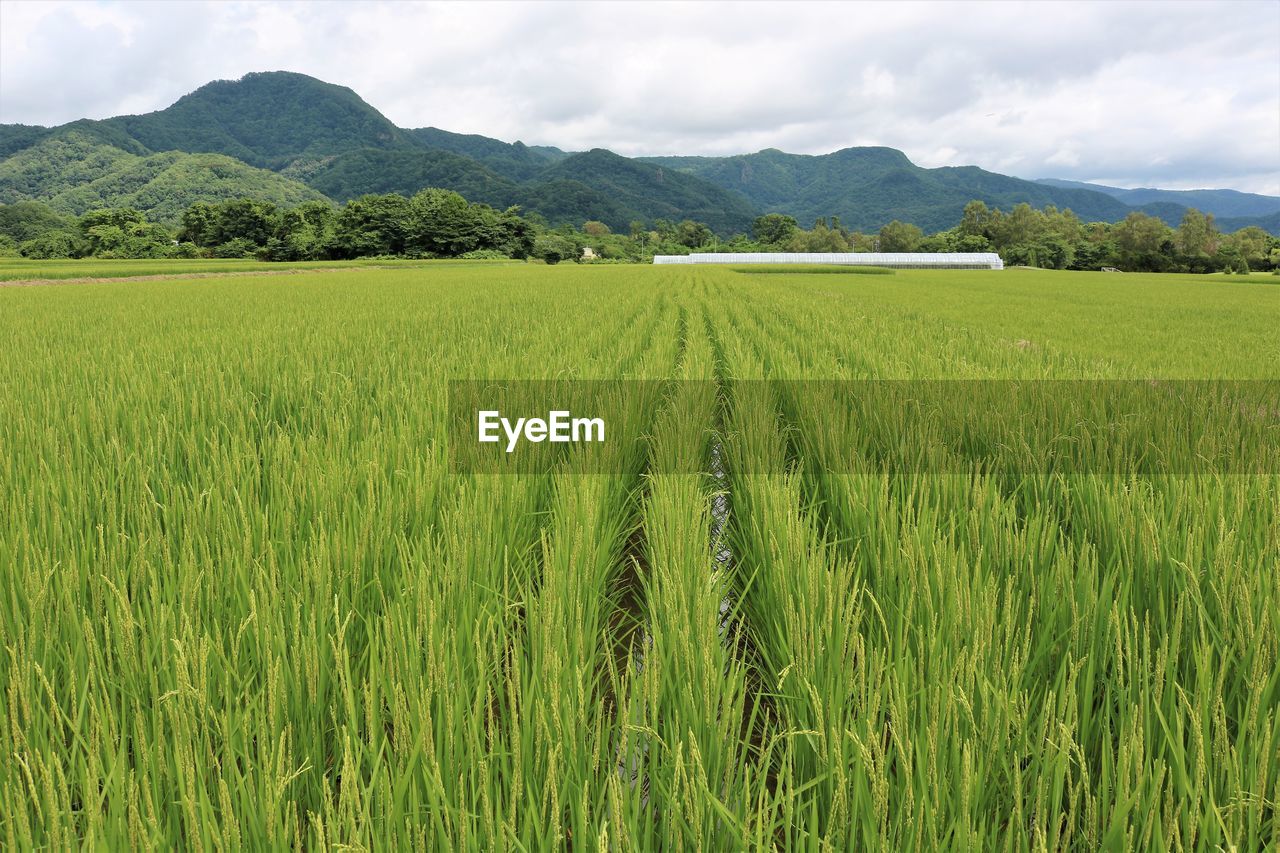 SCENIC VIEW OF RICE FIELD